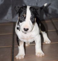 Des Tetes Bombées - Bull Terrier - Portée née le 28/12/2015